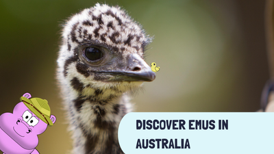 Discover Emu in Australia