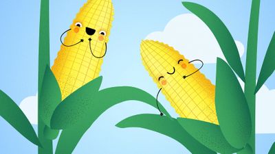 Corn