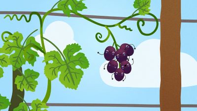 Grapes
