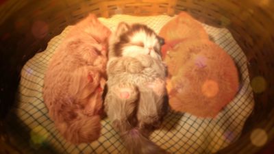 Three Little Kittens