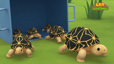 Indian Star Tortoise