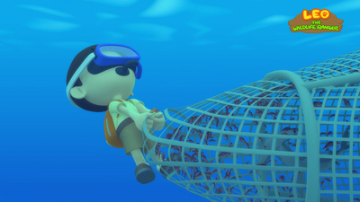 Scalloped Hammerhead Shark