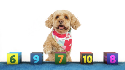 Learn Numbers with Lizzy the Dog - 1 to 10