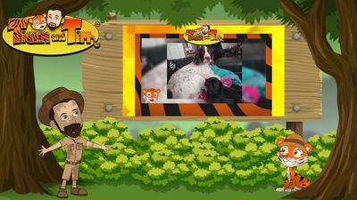 Your Tigers: It's Raining Cats and Dogs - Tiger and Tim