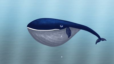 WHALE