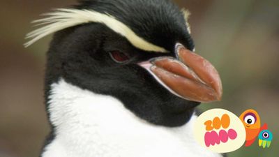 Pingüinos Crestados